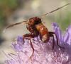 Sicus ferrugineus